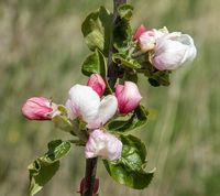 Kattehoved æble blomst
